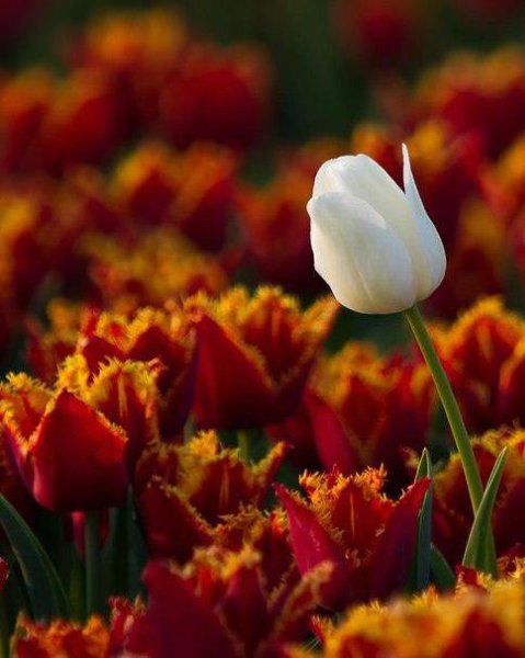 В мире чувств — как в букете цветов… всегда есть один цветок, который в твоих глазах отражается по ... - 4