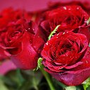 ���� Miasnik, ������, 70 ��� - ��������� 12 ������� 2016 � ������ ������ ��������