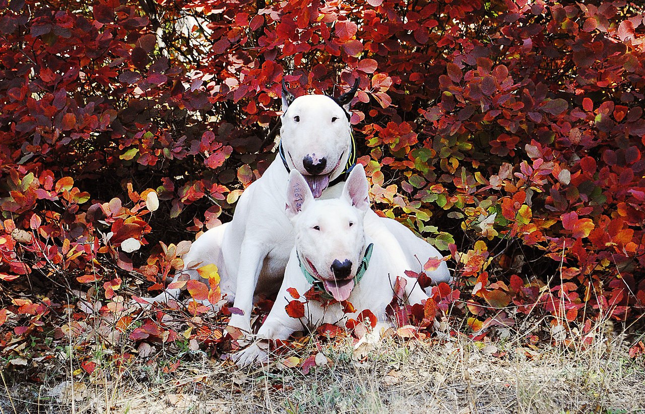 В ФОТО-БАТЛЕ