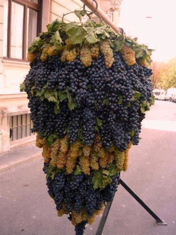В виде виноградных гроздей. Донская лоза Виноградная гроздь. Армения гроздь винограда. Виноград ахардан.