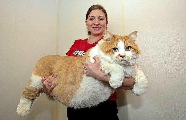    -   )))