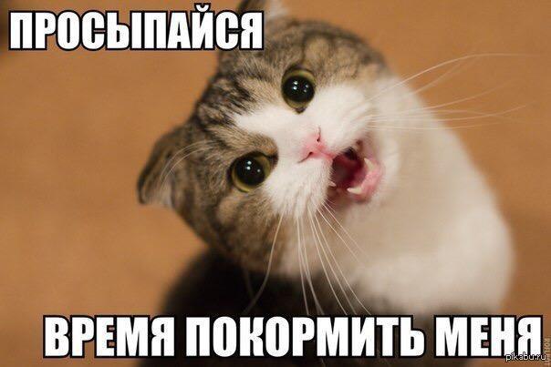 Кот в сапогах из шрека навсегда. Накорми меня и я буду. Маша и медведь сейчас меня покормят сейчас я. Покорми котика. Кот отключает интернет.