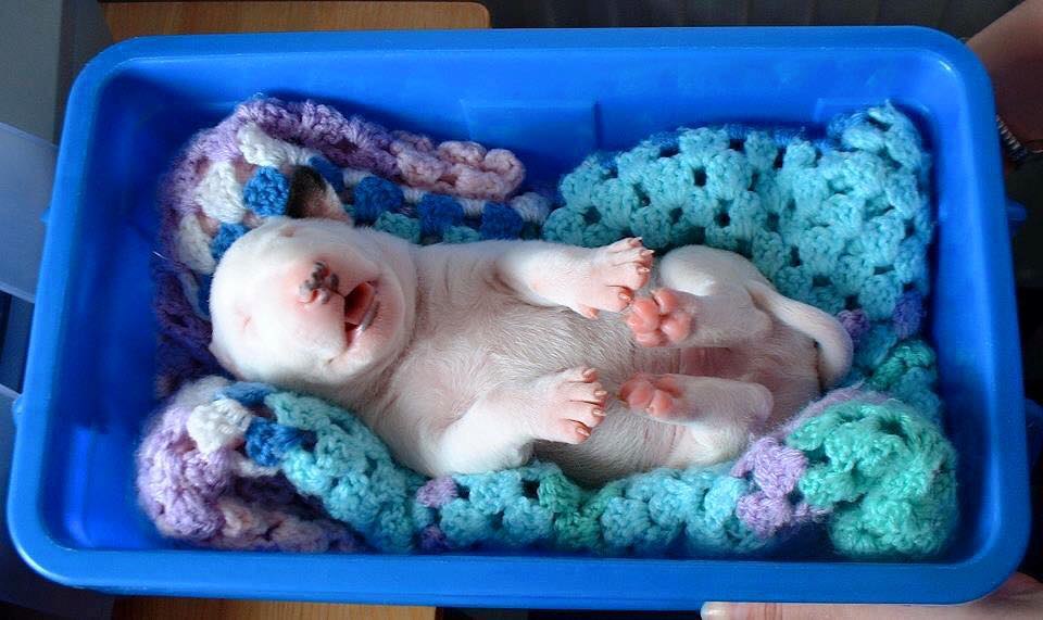 Сладких снов