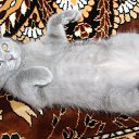 ���� ������, ���������, 48 ��� - ��������� 22 ����� 2017 � ������ ���� ����������