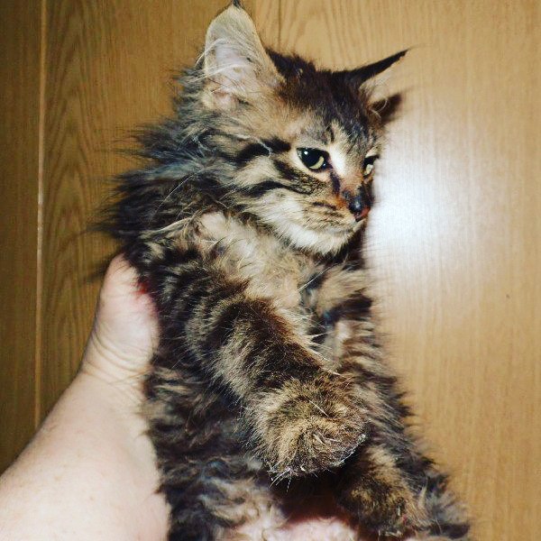 #_. .     ,   ,  , ...