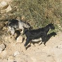 ���� Iga, ������� - ��������� 29 �������� 2016 � ������ ����������