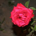���� ����, �����-���������, 23 ���� - ��������� 21 ������� 2016 � ������ ���� ������ ����