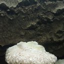  , , 50  -  29  2016    -   