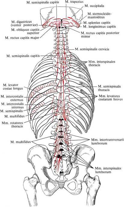Межостистые и межпоперечные