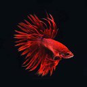 ���� ��������, ����, 47 ��� - ��������� 27 ������ 2017