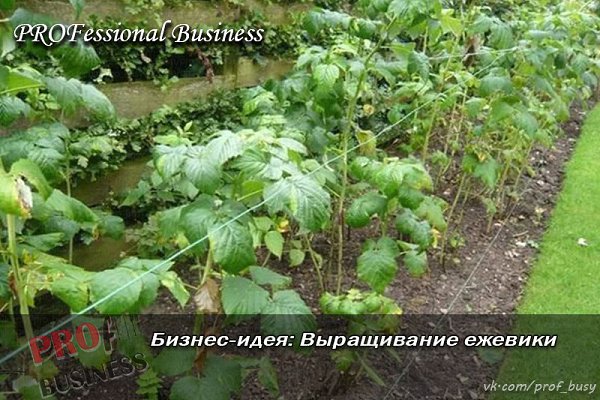 Бизнес-план: Выращивание ежевики.Стартовый капитал – 560 тыс.руб.Прибыль в месяц – 42 тыс.руб.Срок ... - 3