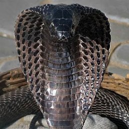 ���� ����, ������, 62 ���� - ��������� 17 ������ 2016