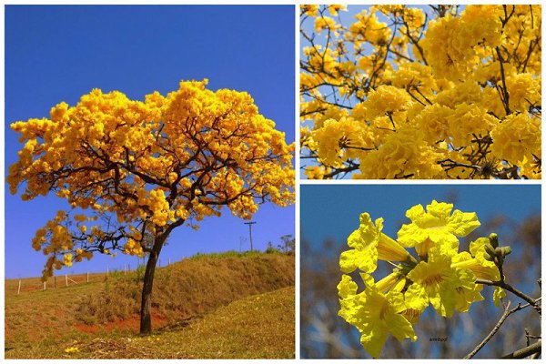   (Tabebuia chrysotricha)