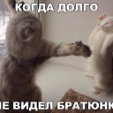 ���� �����, �����-���������, 41 ��� - ��������� 5 ����� 2017