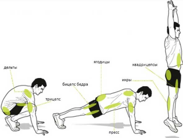 Берпи. Бурпи. Бёрпи. Burpee. Техника выполнения. Бёрпи (бурпи, burpee) – упражнение из дисциплины ...