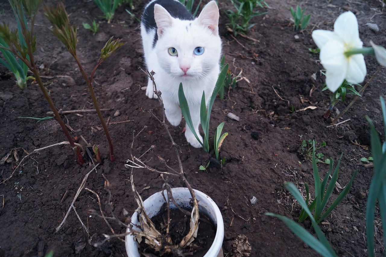 #Безкота_добро.Я тоже хочу рассказать небольшую историю. Мама с дочкой ходили по грибы, по дороге ...