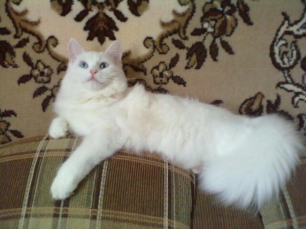 #Безкота_добро.Моя красавица! Когда я поступила учиться в город (сама я из деревни), я жила на ... - 4