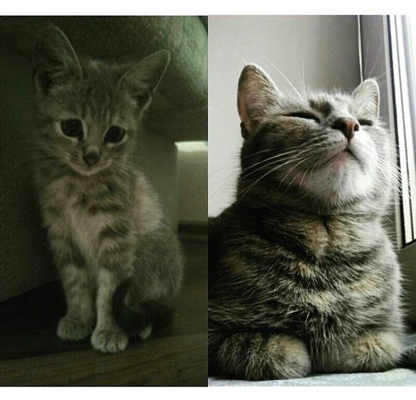 #Безкота_добро.Знакомьтесь - её величество София!Ей уже два года, мы нашли её на улице когда она ...