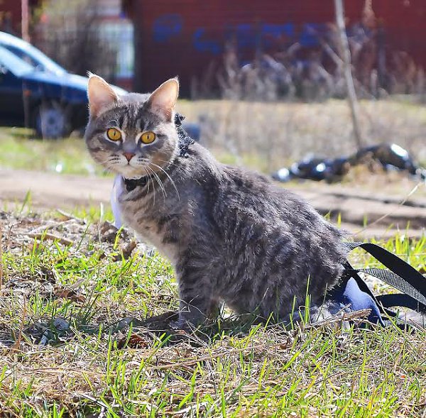 Рубрика #котизм_доброта #Москва@catism.МоскваМеня зовут Глаша и мне нет еще года. Я дружелюбная ... - 3