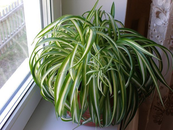 5 �������� �������� ��� ������ ����.������������ ��������� �������� �������� � ������, �����, ...