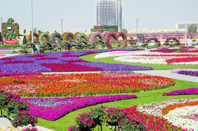 #Dubai Miracle Garden -      , # - 4