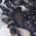 ���� �������, ����� - ��������� 5 ����� 2017 � ������ �������