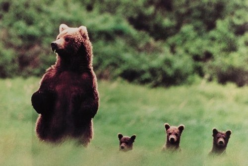 bear away —выйти победителем, https://fotostrana.ru/away?to=/sl/ZtJ2 down —сломить, устремляться, нападать, преодолевать, ...