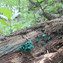  , , 50  -  29  2016    -   