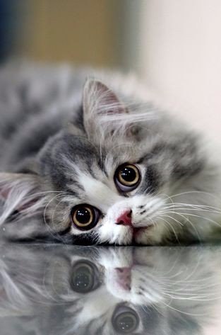    - 11  2016  20:01 - 4