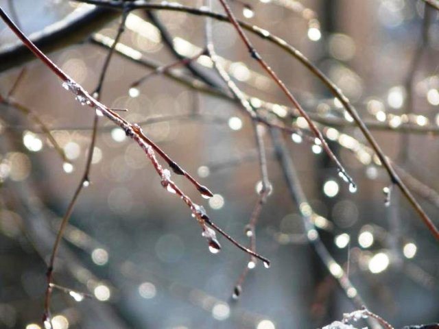 ))).Был дождь! Взгляни в окно, был ночью дождь!На ветках капли серьгами сверкают.Озябшие бросает ...