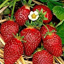 ���� Miasnik, ������, 70 ��� - ��������� 16 ������� 2016 � ������ ������ ��������