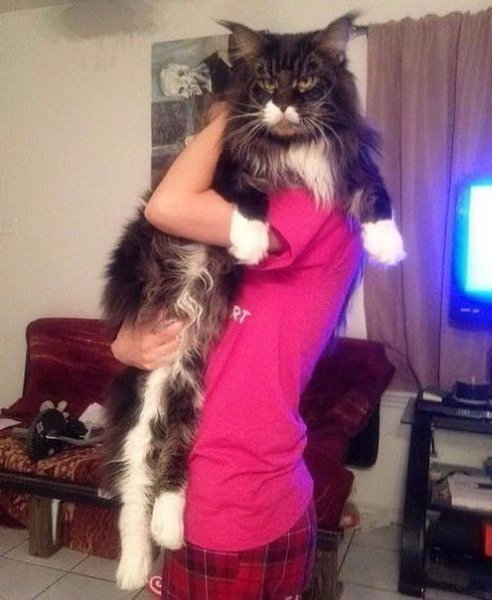 10 самых гигантских котов в мире.Такие котики смотрятся несколько устрашающе. Их уже не поднимешь ... - 9
