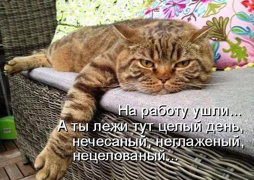Без кота и жизнь не та - 3 декабря 2016 в 20:22