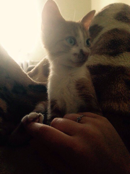 #Безкота_добро.Забрала котеночка ! Малыш попал в беду, но добрые люди подобрали его! Задние лапки ... - 6