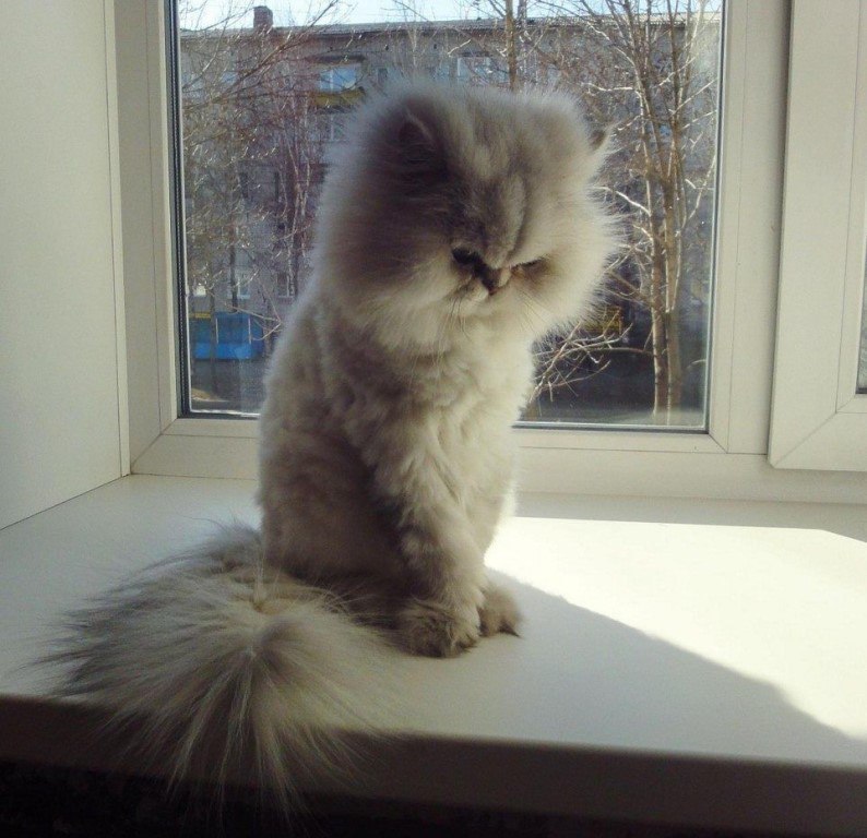 - �� ���������? - ���! - ������? - ��!!!