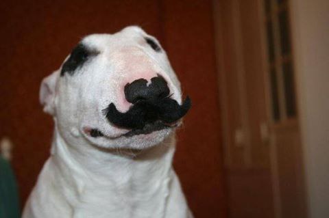 Английский бультерьер. - 21 ноября 2016 в 21:40