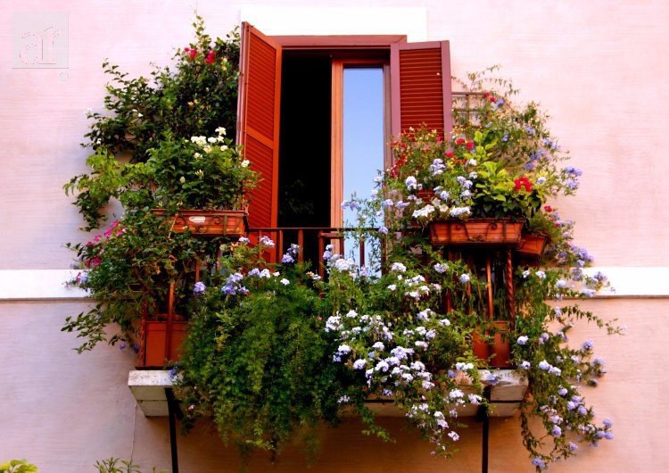 Северный балкон. Цветы на балконе. Вьющиеся растения для балкона. Плетущиеся цветы для балкона. Цветы балконные вьющиеся.