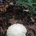  , , 50  -  29  2016    -   