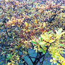 ���� Sandr, ����������� - ��������� 13 ������ 2016 � ������ ������ ��������