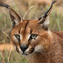 ���� �����, ���������, 61 ��� - ��������� 6 ����� 2017 � ������ ������ ��������