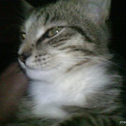 ��������, ������, 50 ���