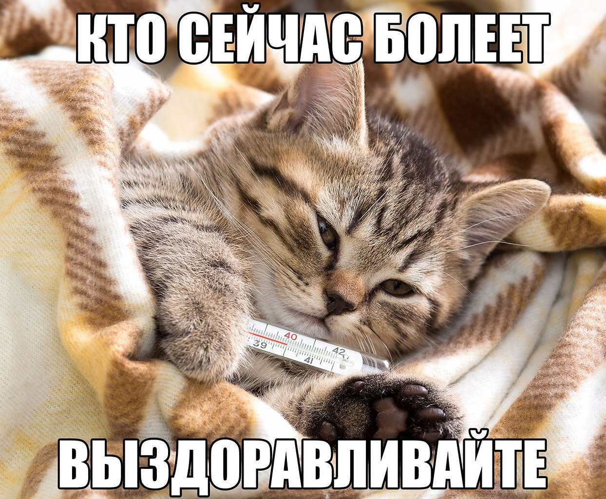 Котик Болеет Картинки