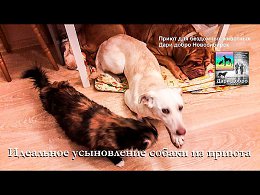      |     | animal shelter in Novosib
