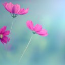 ���� �����, ���������, 31 ��� - ��������� 16 ������ 2016