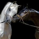  Kiril, , 60  -  13  2016    