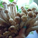 ������ ���� �������� �� ������� ���� ����������