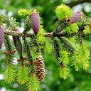  ••,  -  11  2017    