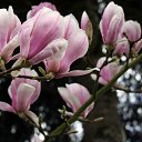 ���� �����, ���������, 44 ���� - ��������� 4 ����� 2017 � ������ ���� �������� ������