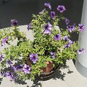 ���� ���, ������ - ��������� 3 ������� 2016 � ������ �������