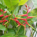    -  ,  -  6  2016    2014.  11.  lawana ( )